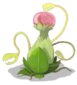 Snake Plant